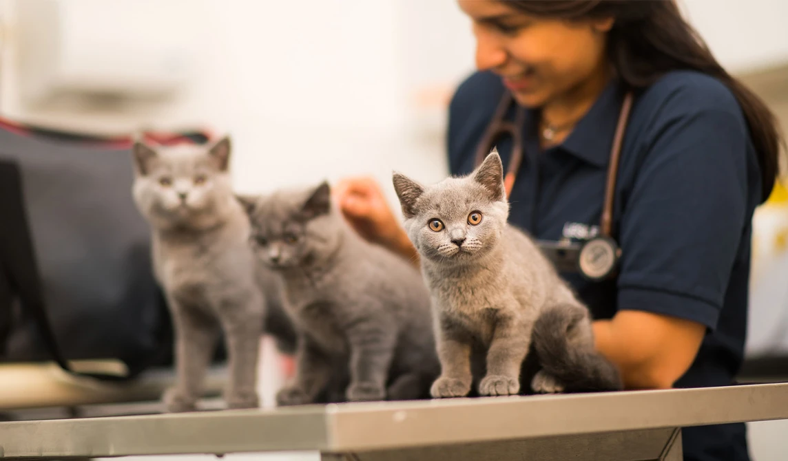 three grey kittens with vet