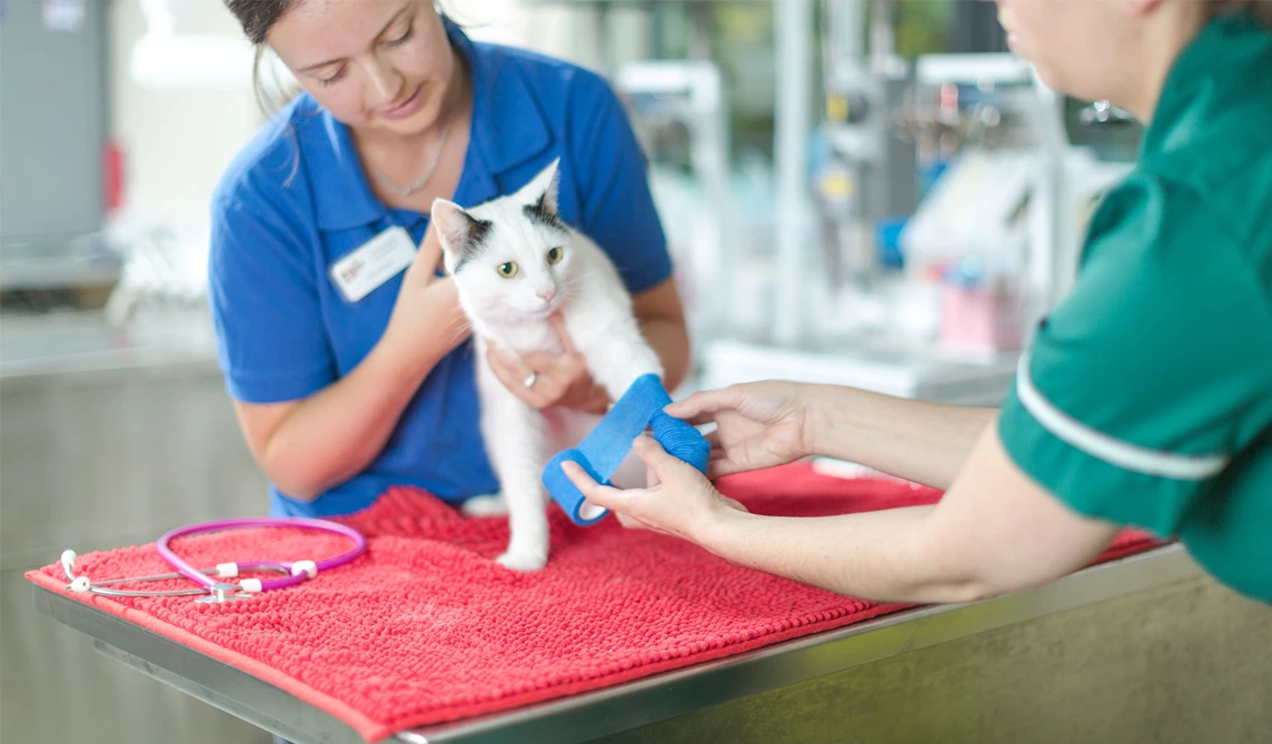 vet nurse putting blue bandage of cats paw