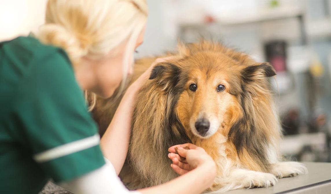 vet nurse with large brown dog