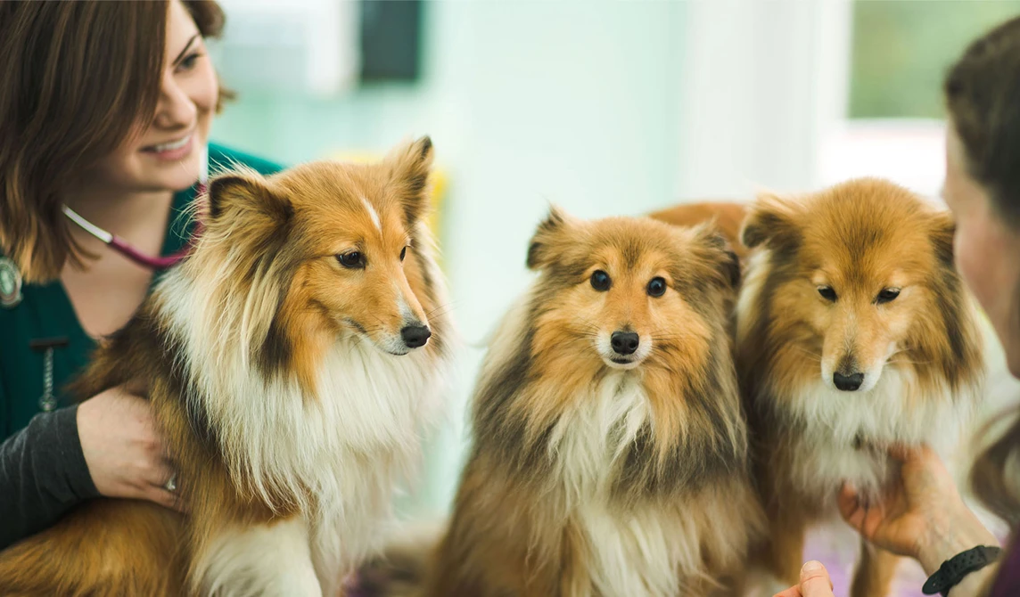 vet nurse with three brown and white long haired dogs