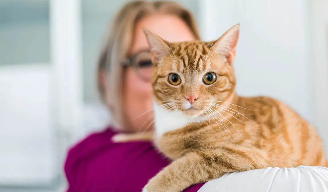 Cat looking