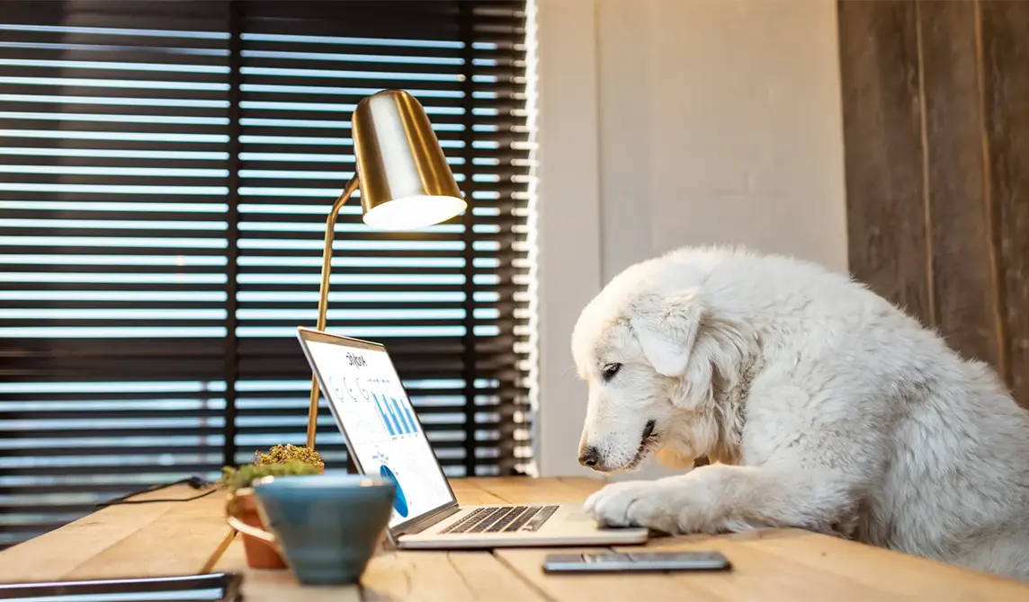 dog