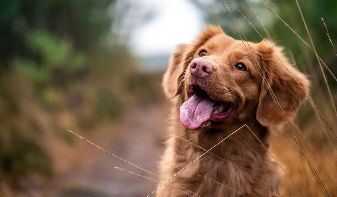 dog