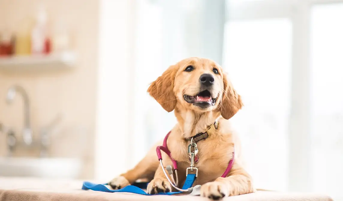 golden pup in clinic
