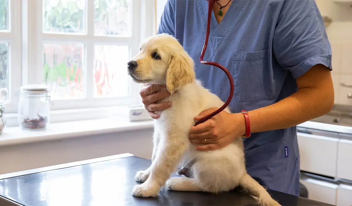labroador-check-up