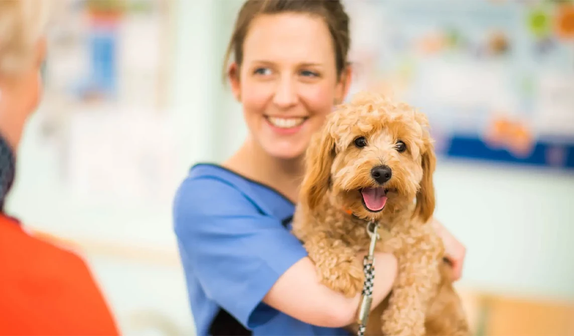 golden puppy with nurse