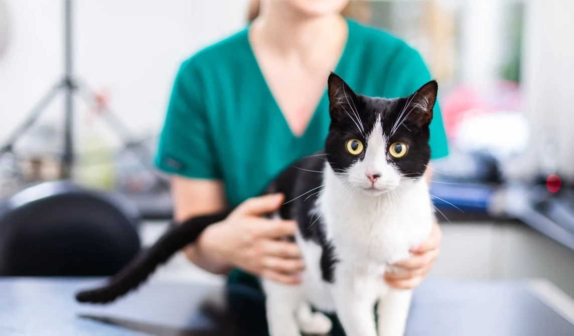 black and white cat with a nurse
