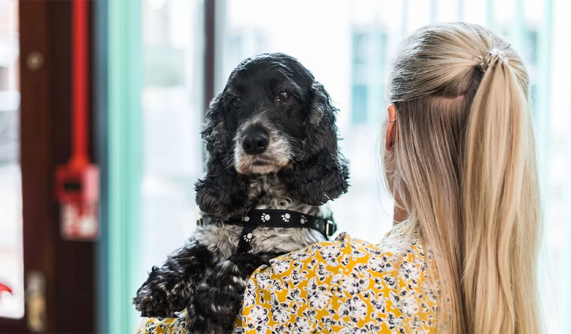blonde women carrying an old cocker spaniel