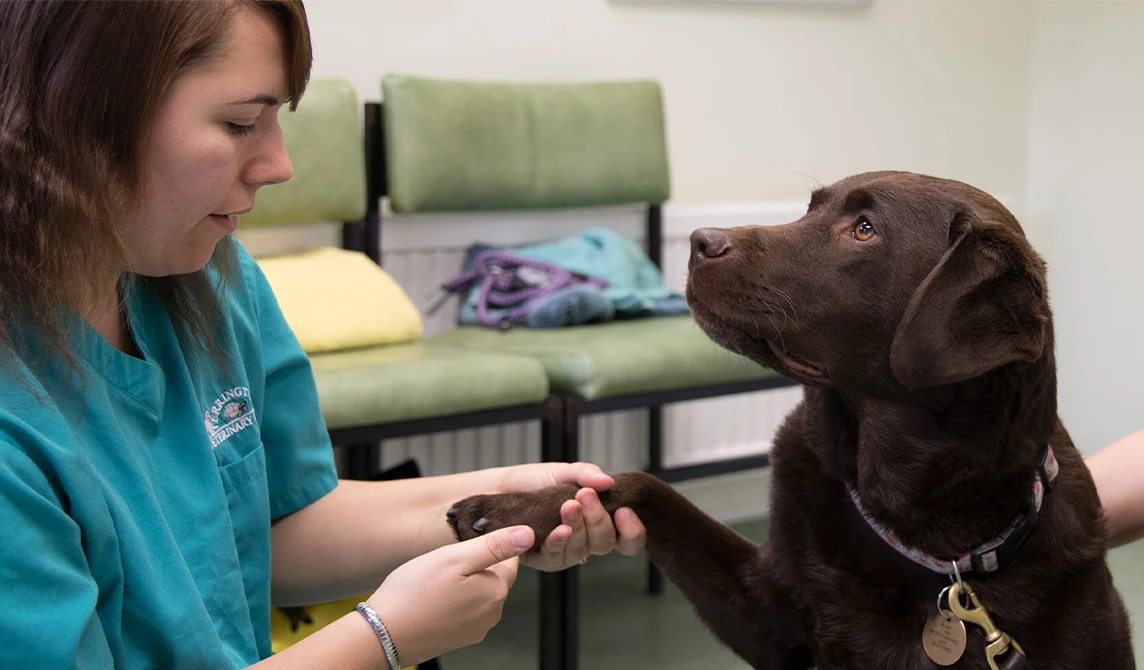 brown dog having his paw checked