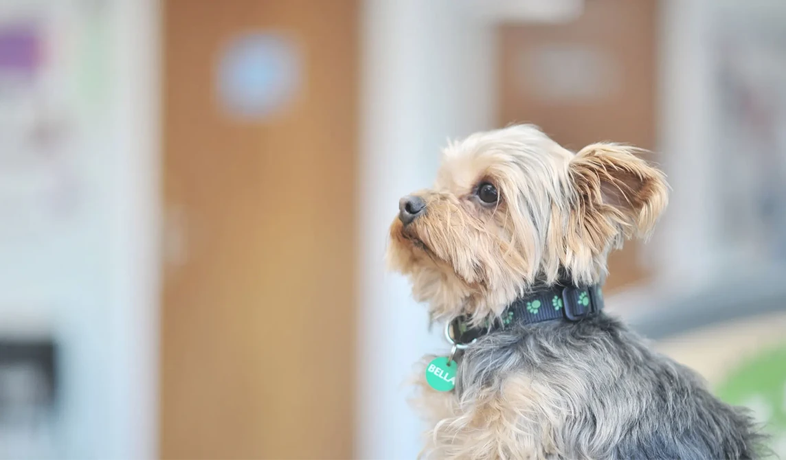 small terrier in practice