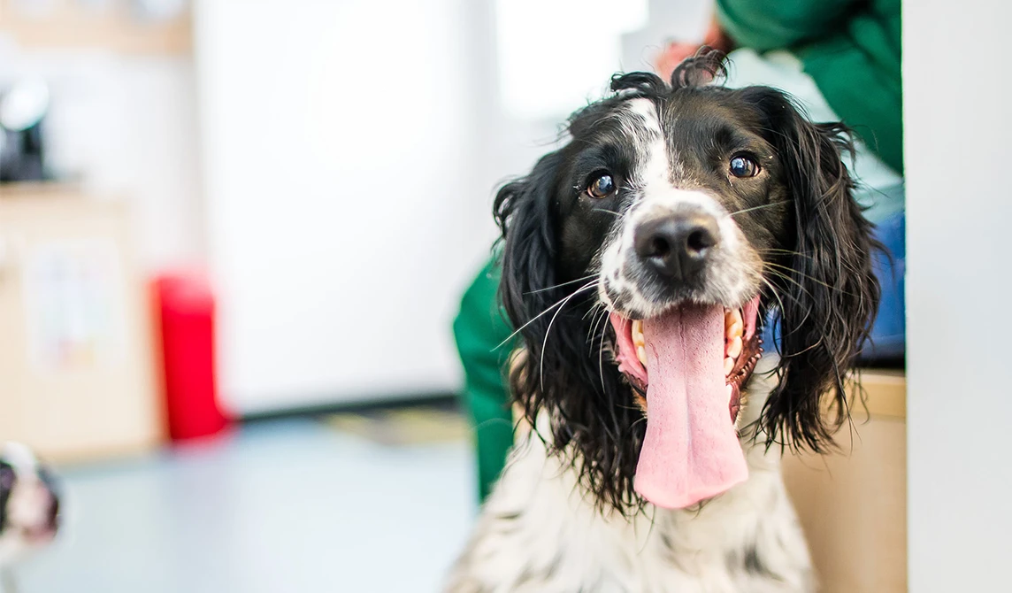 black and white cocker spaniel with vet