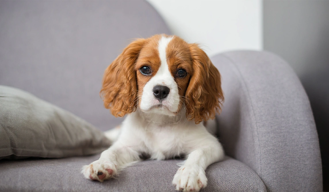 King Charles Spaniel Dog on a sofa