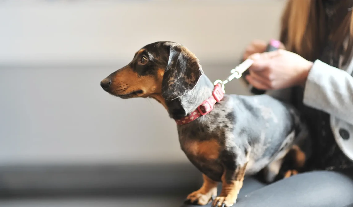 dachshund dog in waiting area vets