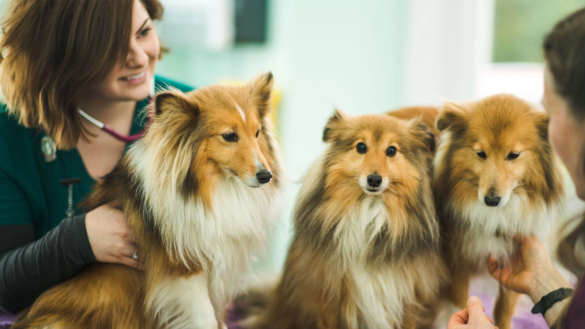 three dogs in clinic
