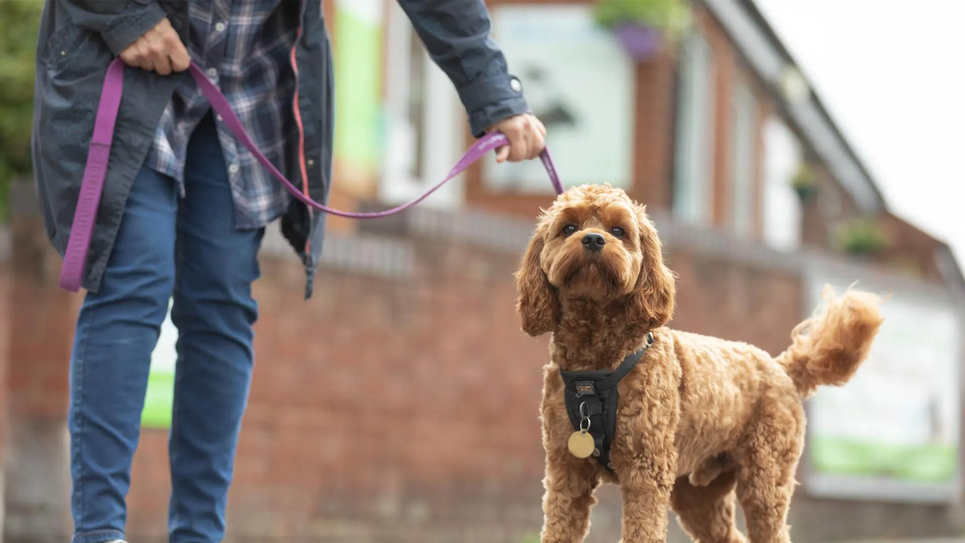 dog on a purple leash
