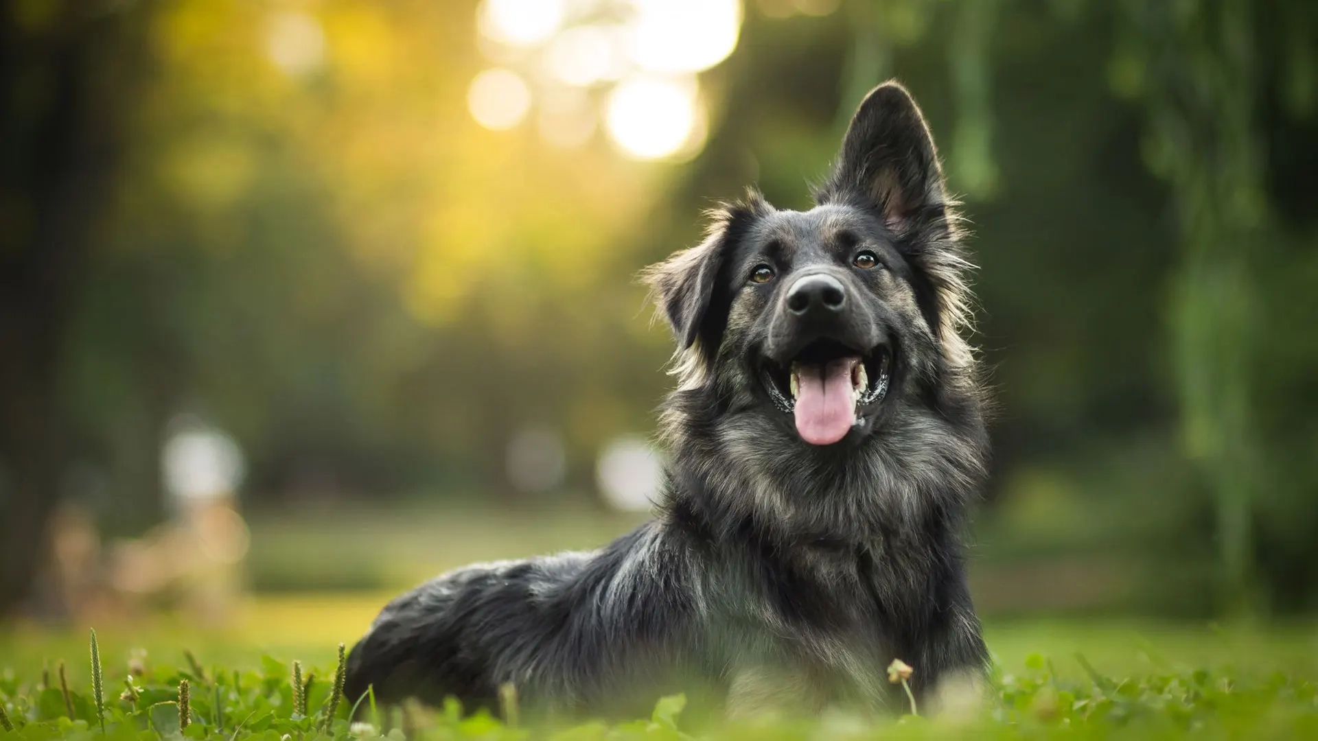 large breed dog in summer grass