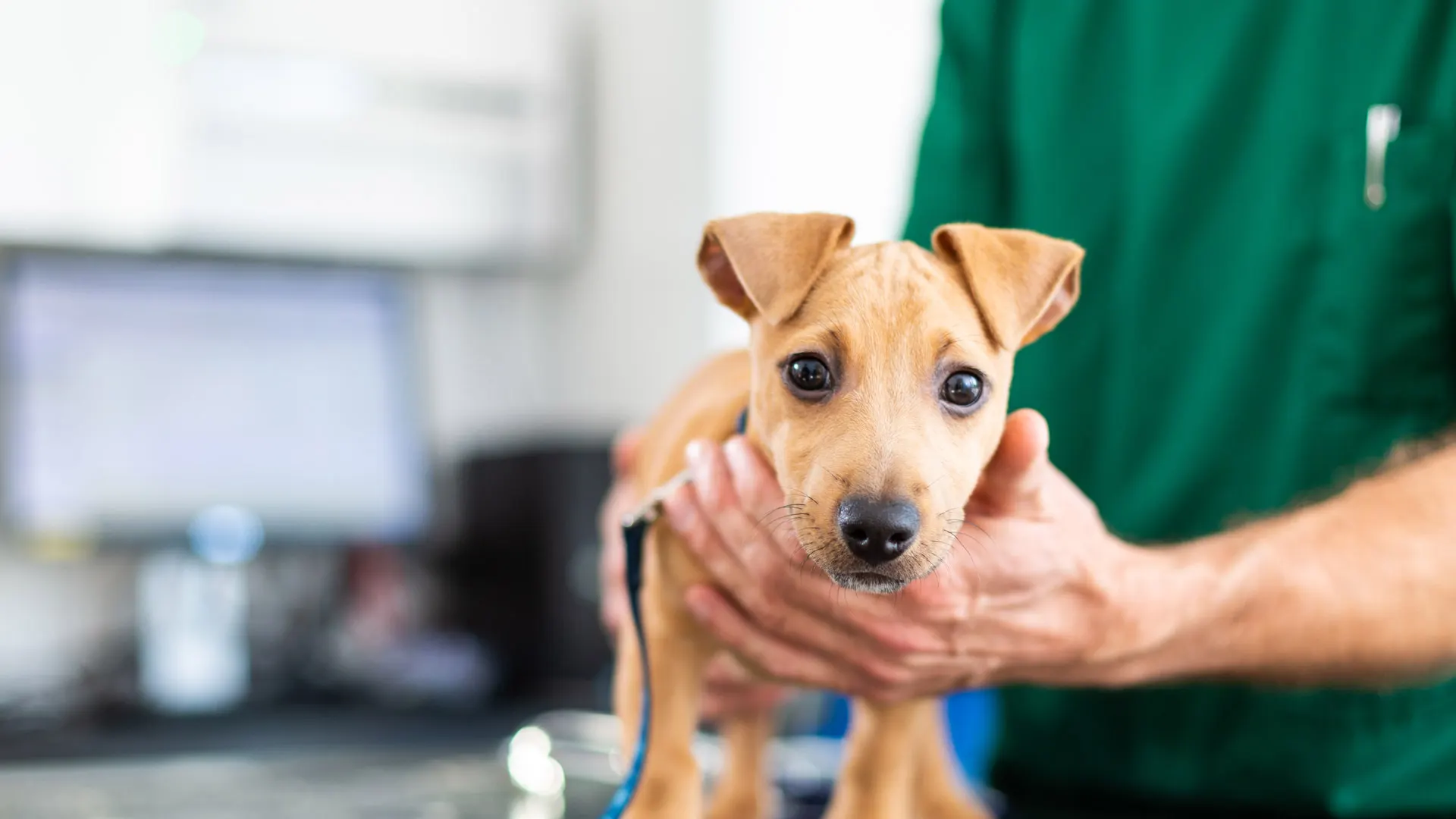puppy held by vet