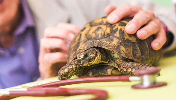 Tortoise consultation
