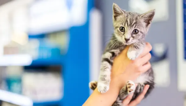 Grey kitten in hand