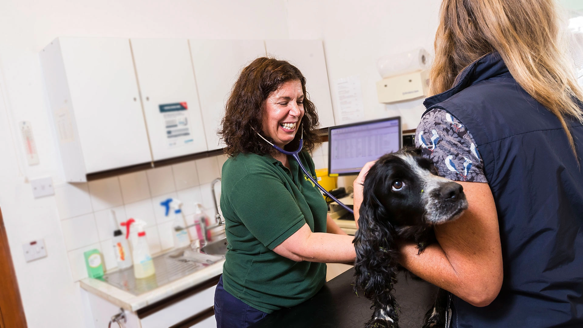 Cocker spaniel examination with Vet
