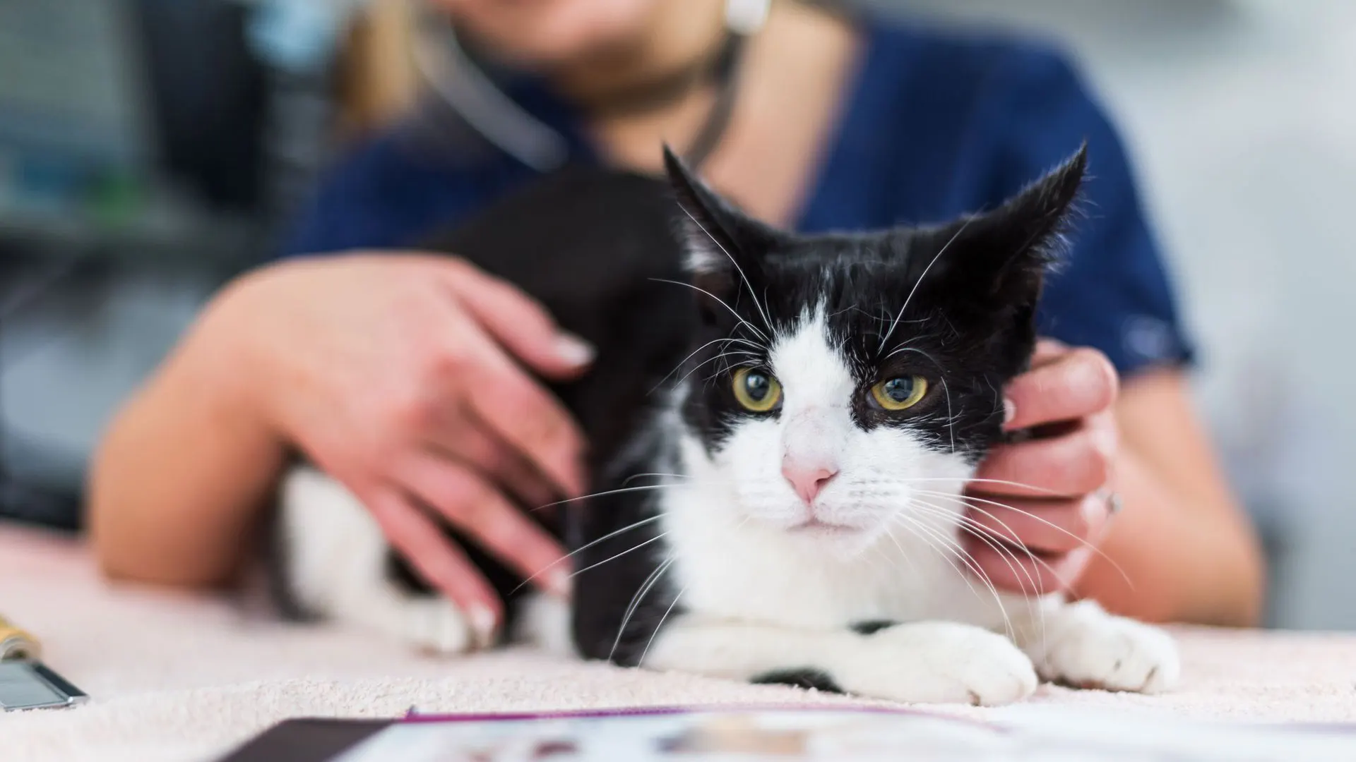 black and white cat resting on consultation table