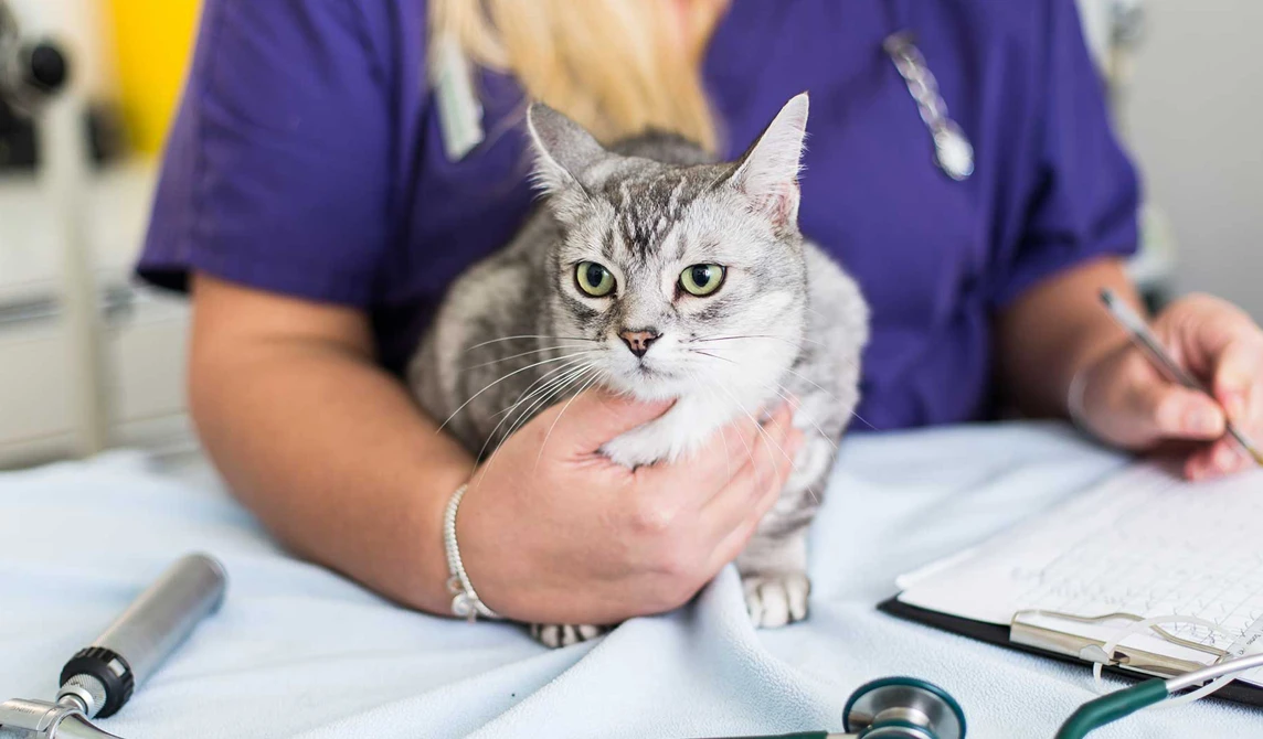 grey cat with green eyes