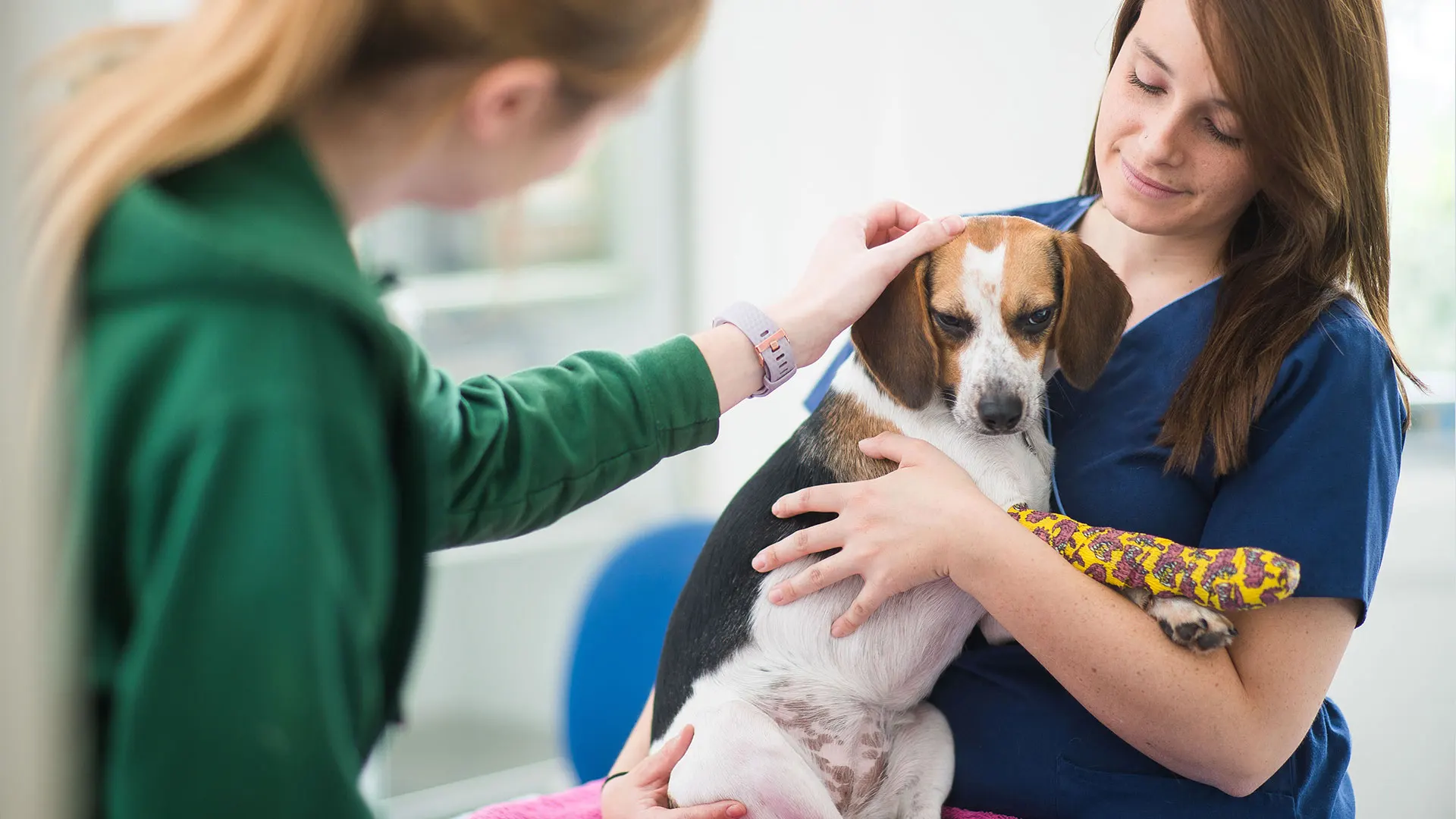 dogs with nurse