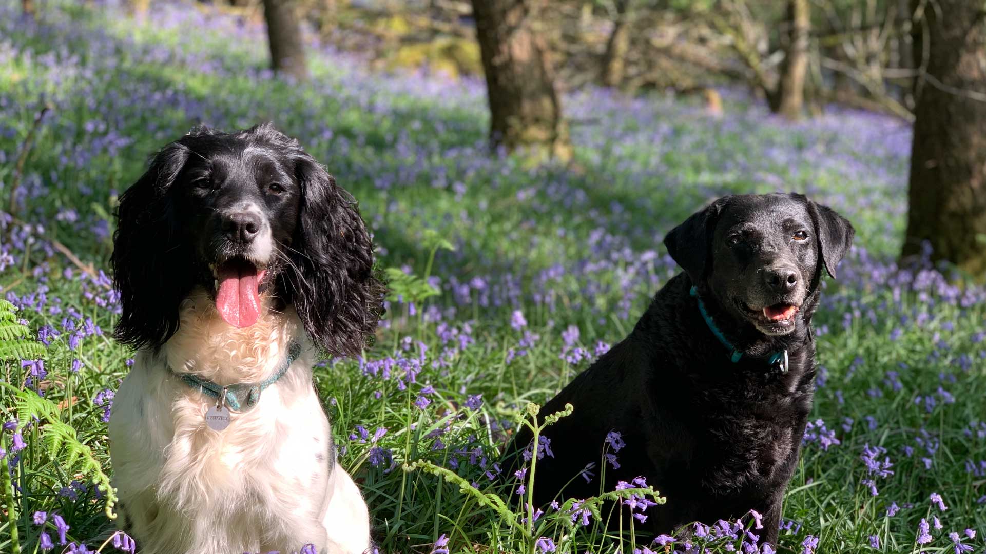 two dogs in bluebells