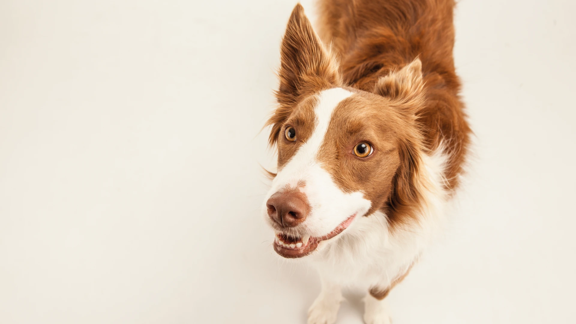 happy brown and white dog