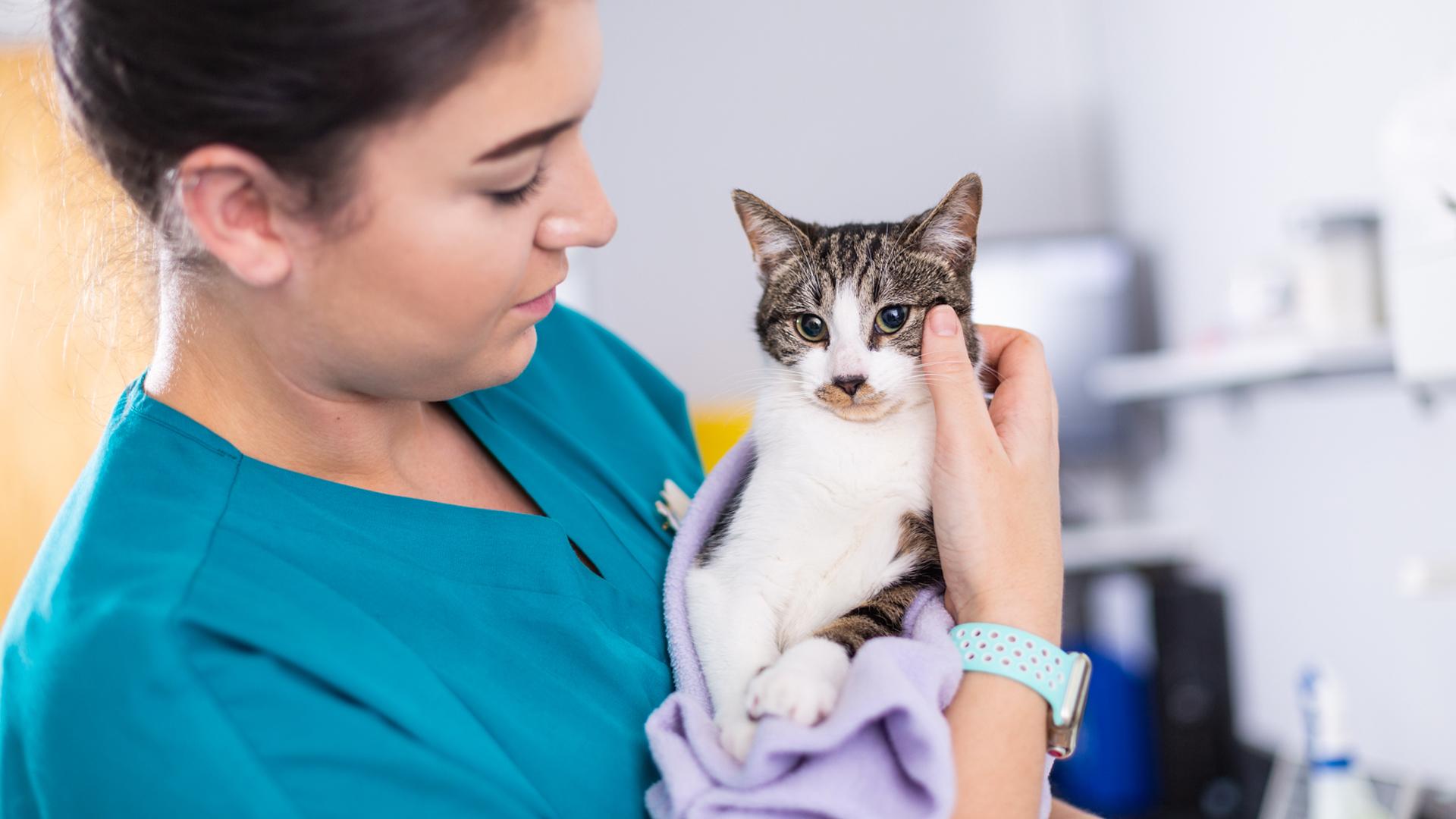 cat in blanket and nurse