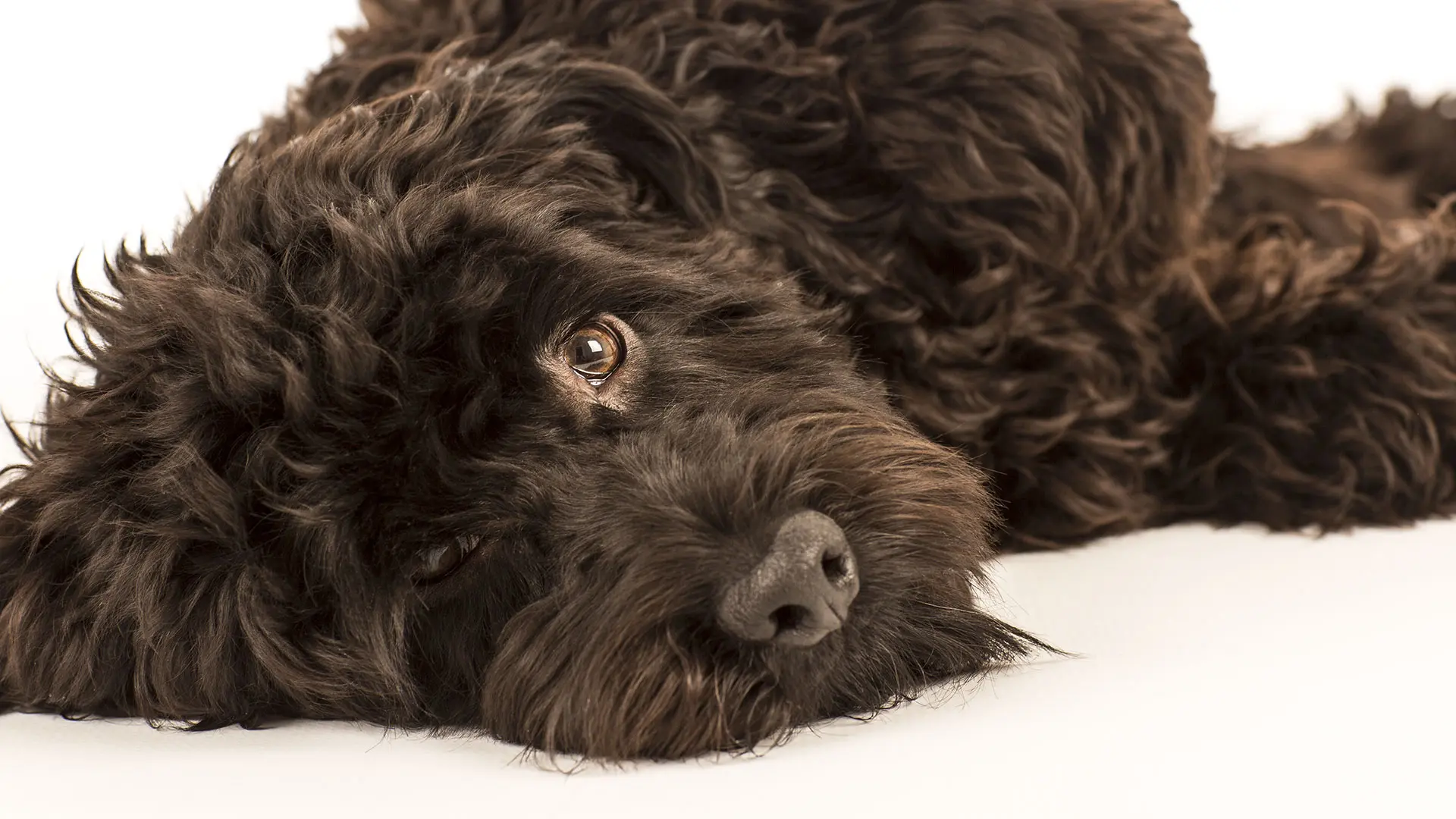 Big dog lying down