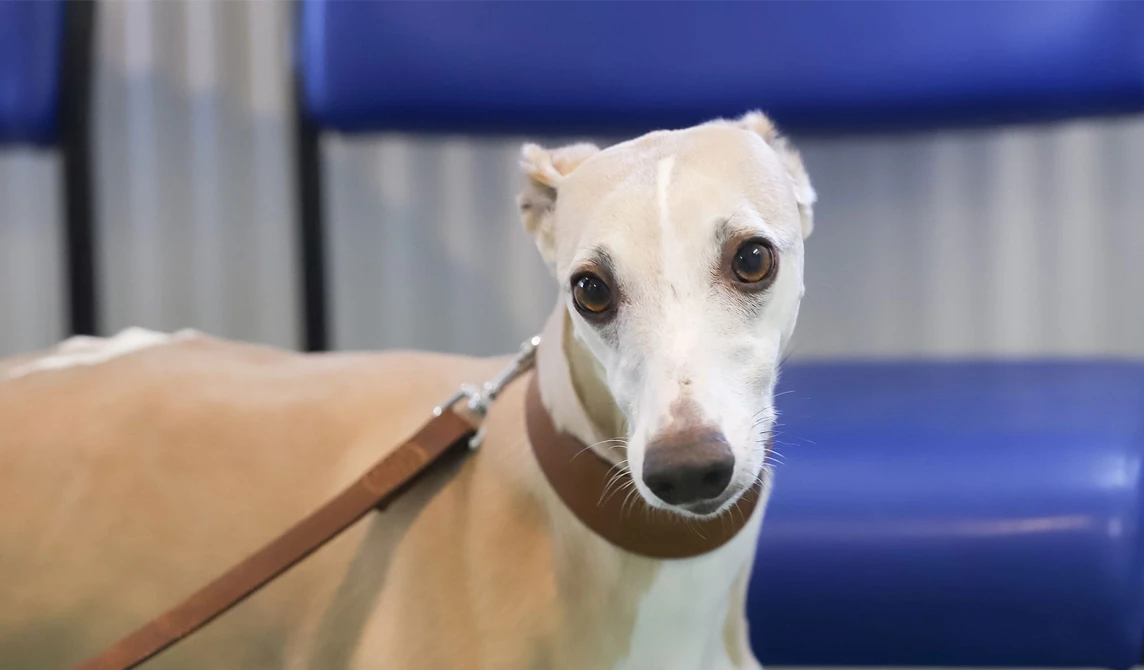 white and tan sleek dog
