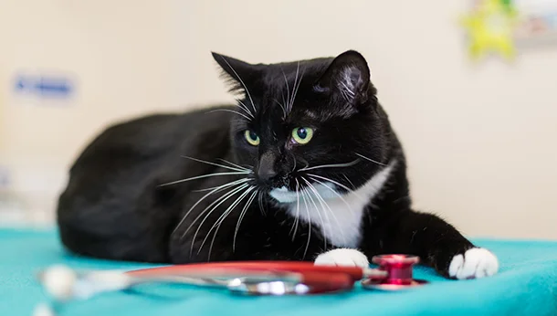 black and white cat