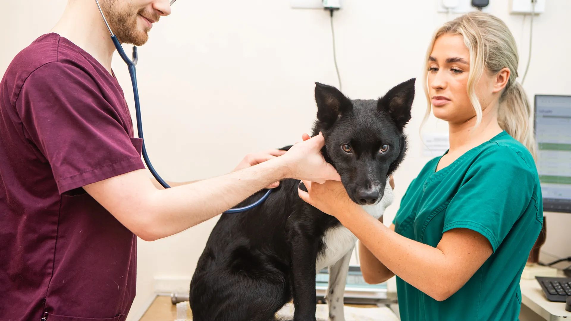 black and white dog in vet check up