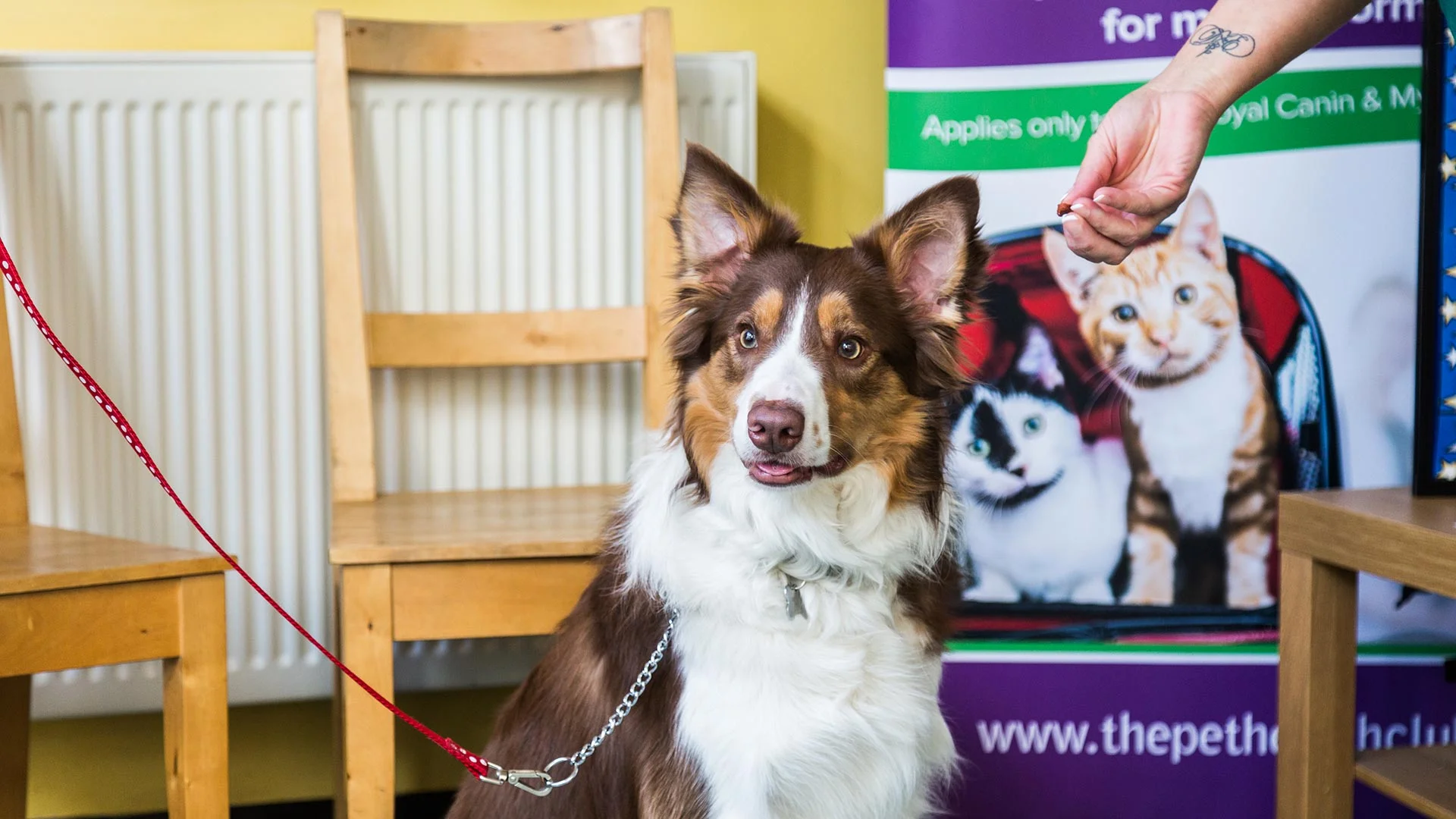 border collie sitting in vet reception area