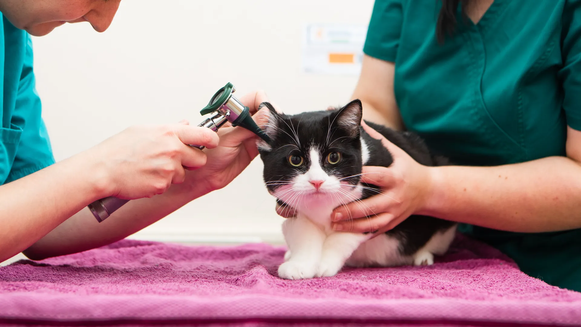 black and white cat ear being checked by vet