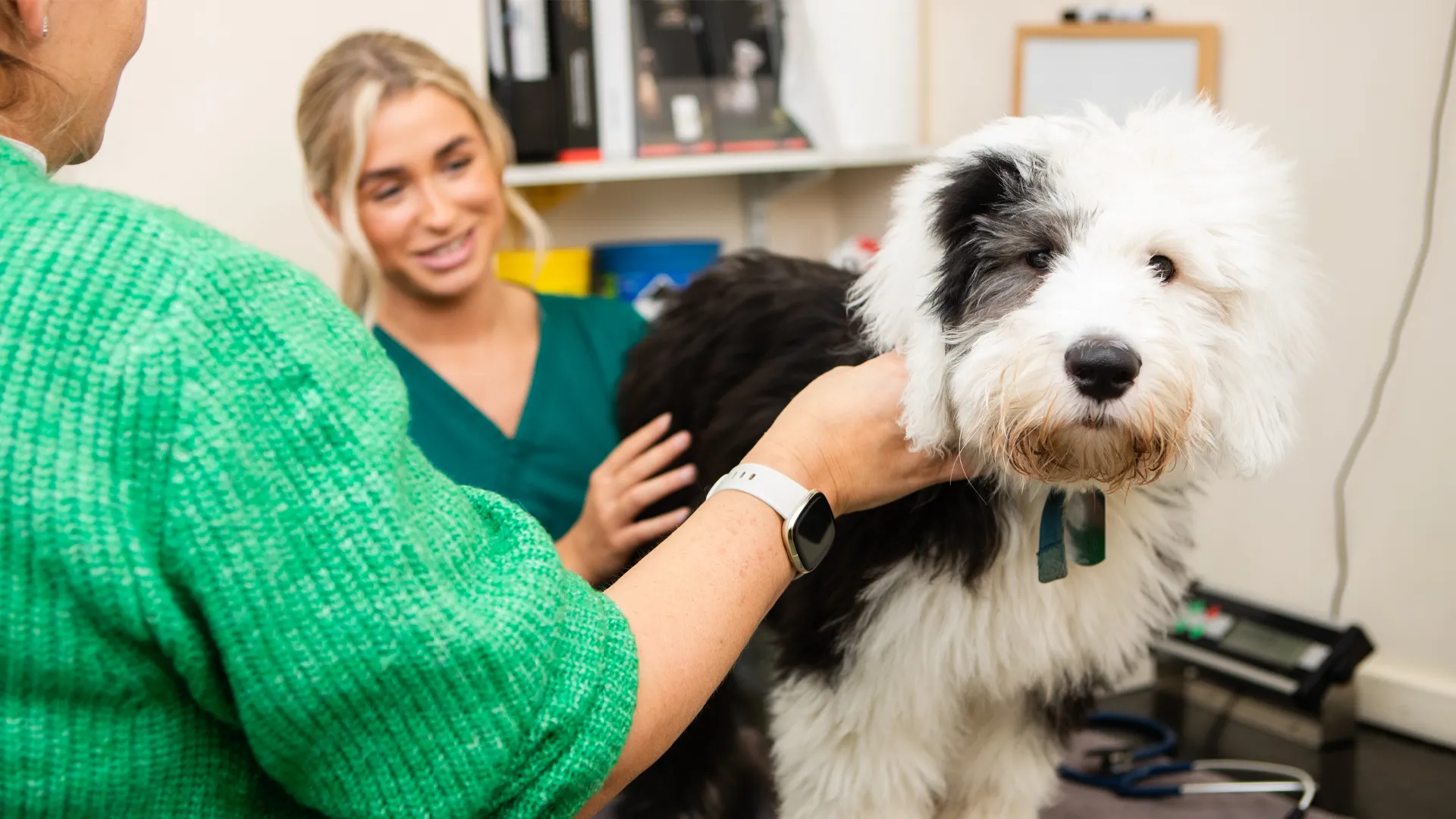 large dog in nurse consultation