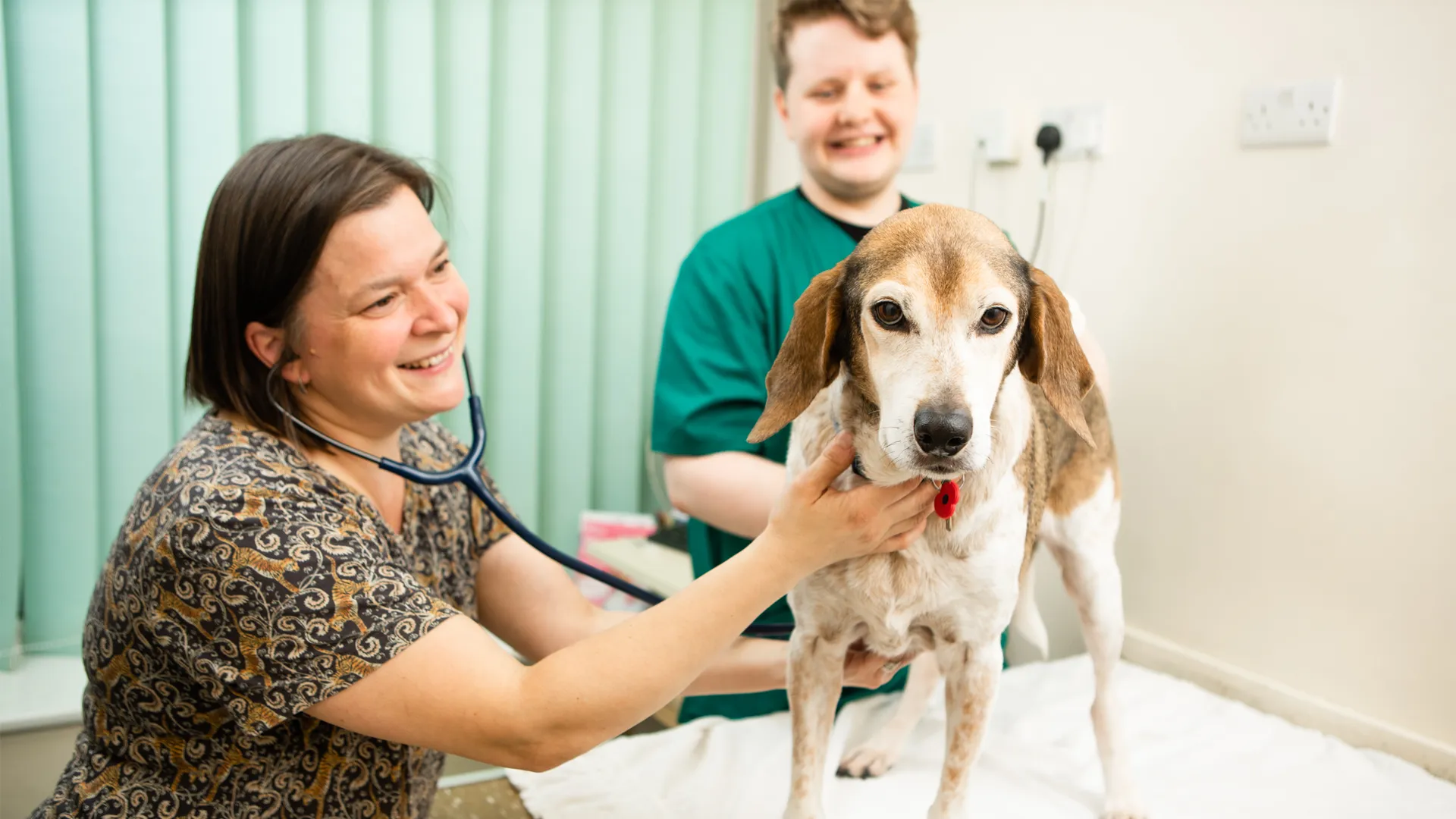 small dog veterinary check up