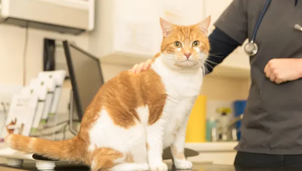 ginger and white cat looking at camera