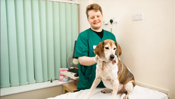 beagle vet nurse consult