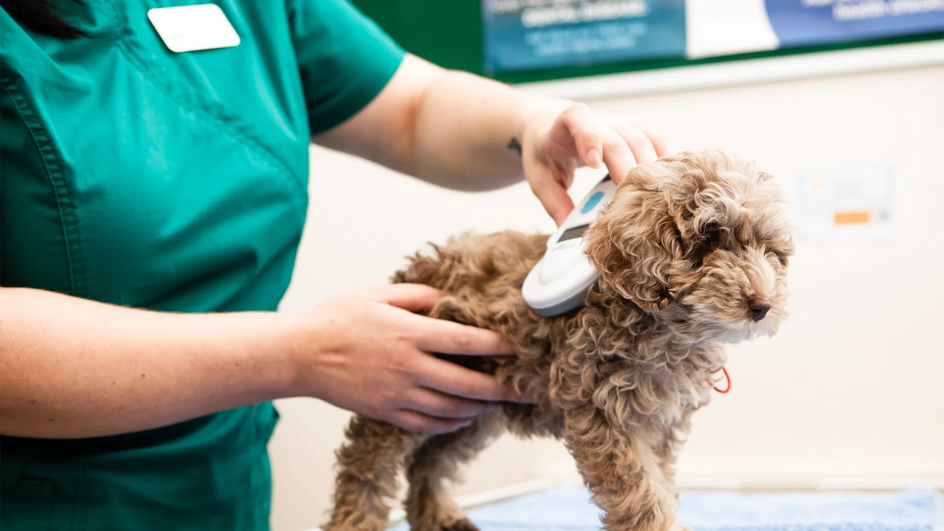 puppy microchipping
