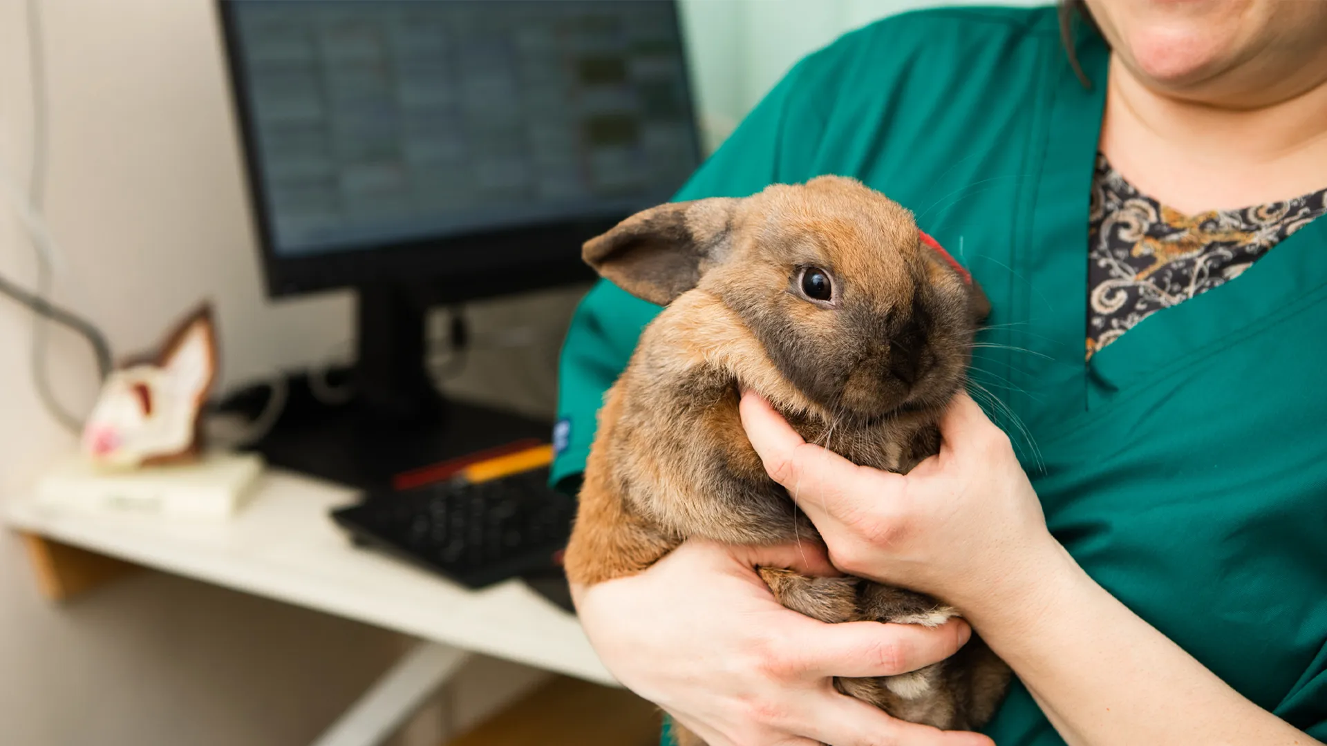 rabbit being held by RVN