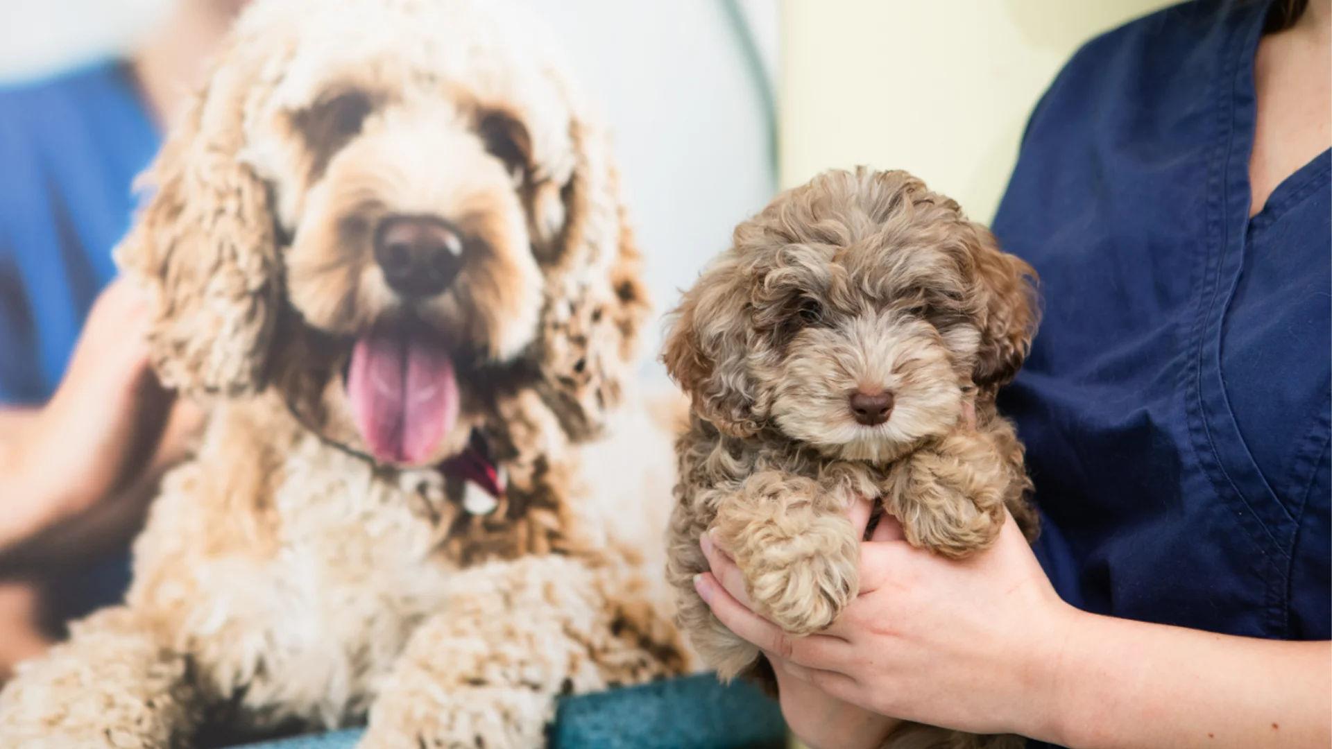 small poodle puppy held by vet, picture of poodle in background