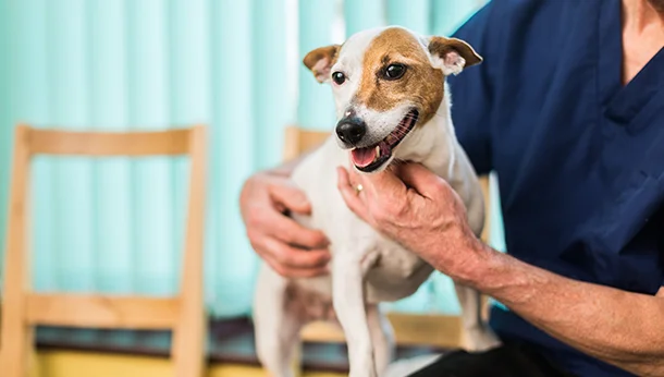 small jack russell terrier held by vet