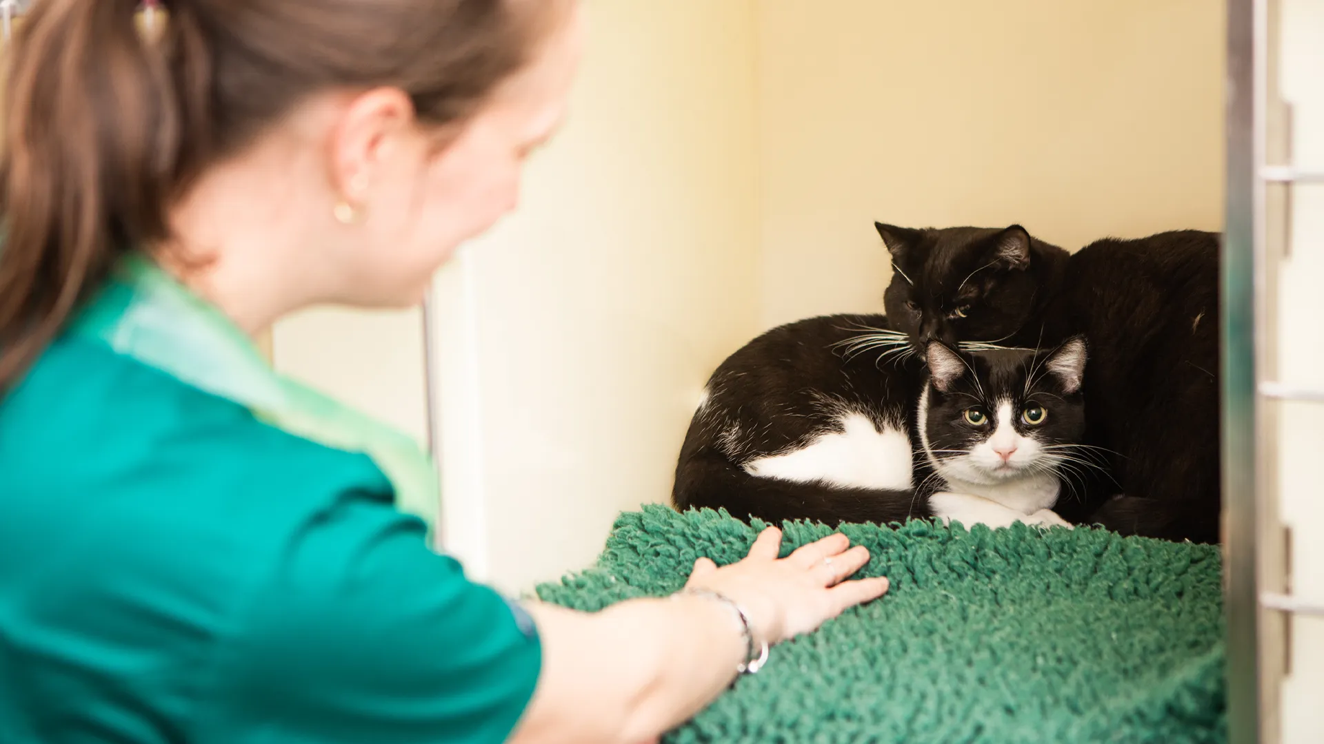 two cats in kennel