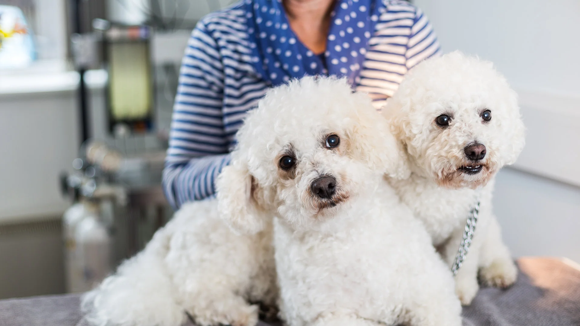two poodles