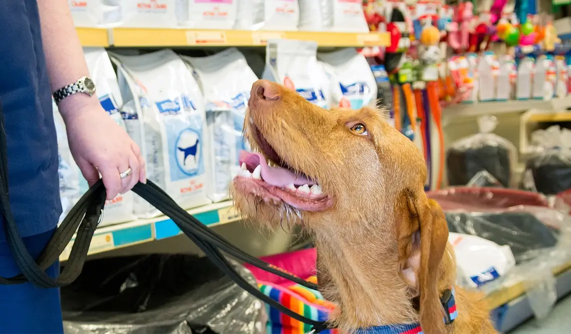 brown dog on lead with mouth open looking up
