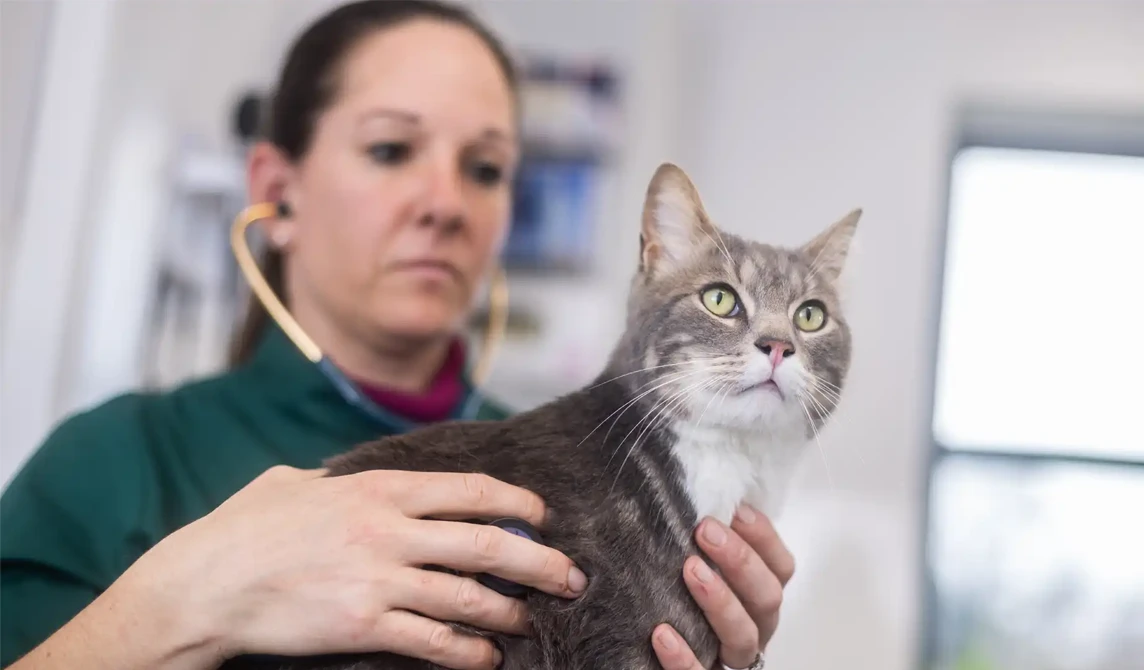 vet examining grey cat with green eyes