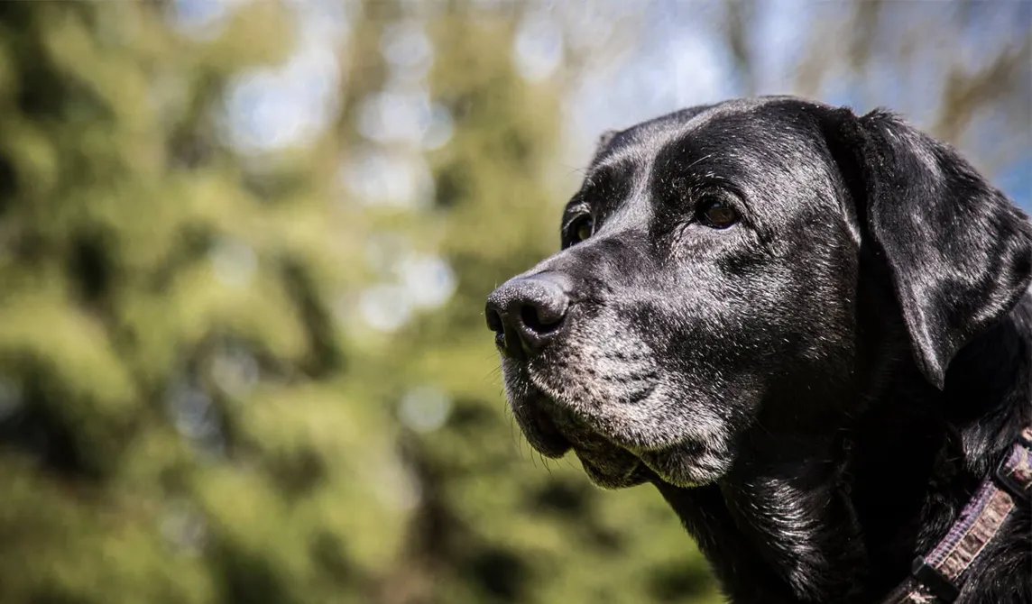 old black labrador dog