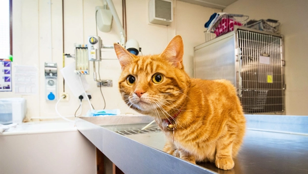 ginger cat getting prepped for an operation